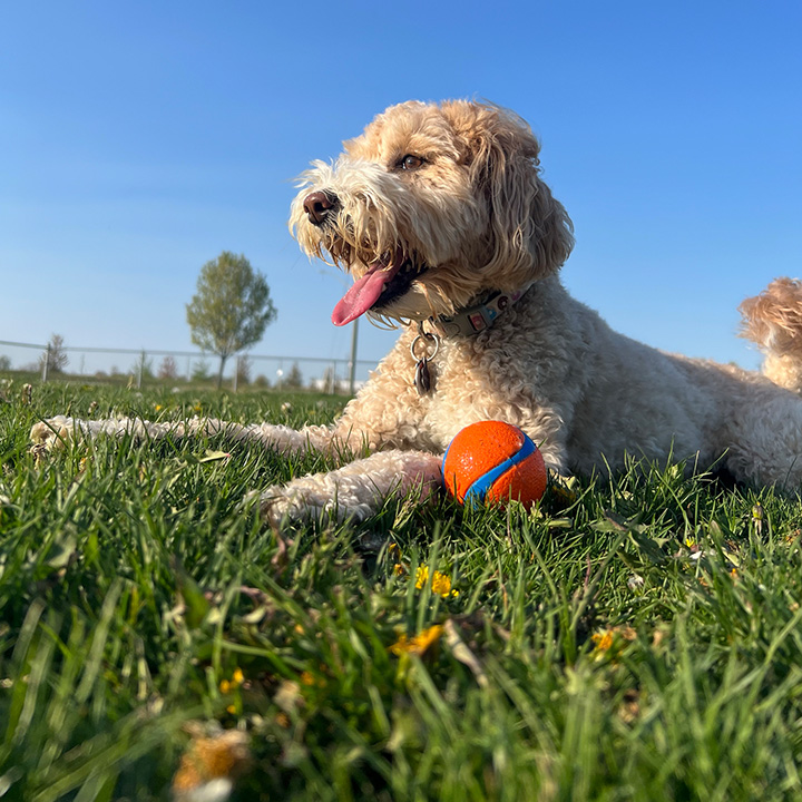 dog with a ball in the park